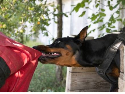 Kane County, IL dog attack injury attorney